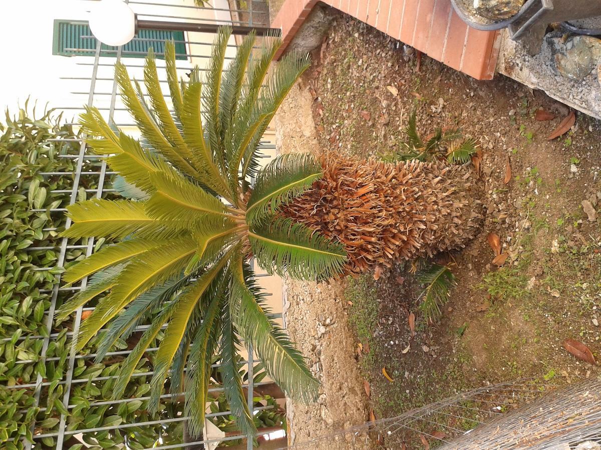 Au Cavettu B&B Varazze Ngoại thất bức ảnh